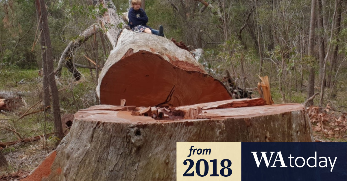 Mystery vandal chops down massive 400yearold king jarrah tree in Gelorup